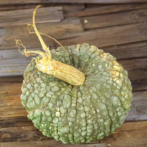 'Marina di Chioggia’ Pumpkin